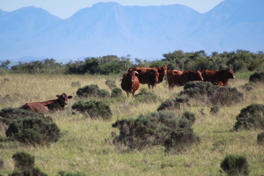 0 Bedroom Property for Sale in Mossel Bay Rural Western Cape